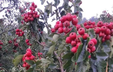 <strong>帶你來看果香滿園</strong>